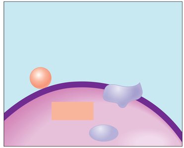 Oxidative burst in neutrophils