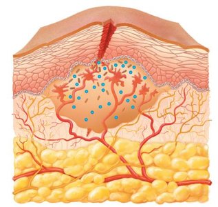 Vasodilation and increased permeability during inflammation