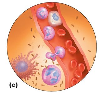 Phagocyte migration and phagocytosis during inflammation
