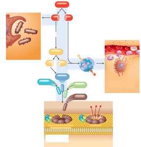 Outcomes of complement activation