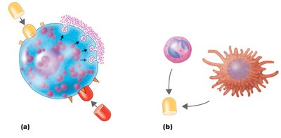 Inflammation stimulated by complement