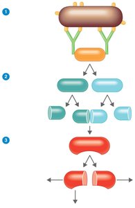 Classical pathway of complement activation
