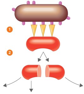 Alternative pathway of complement activation