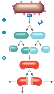 Lectin pathway of complement activation