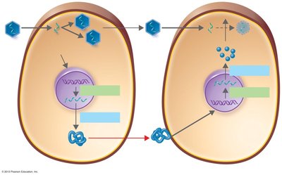 Antiviral action of alpha and beta interferons