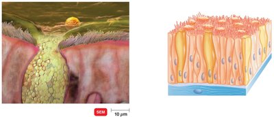 The ciliary escalator