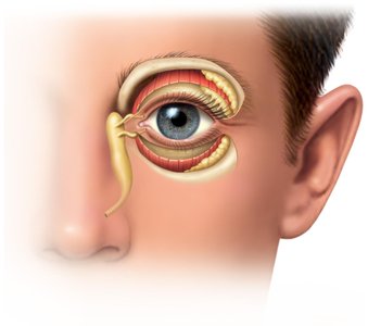 The lacrimal apparatus