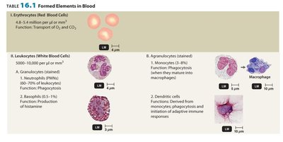 Formed elements in blood (part 1)