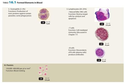 Formed elements in blood (part 2)