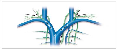 Components of the lymphatic system