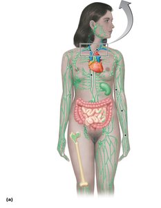 Lymphatic system in the human body