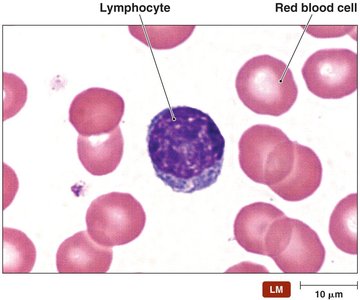 Lymphocyte and red blood cell under microscope