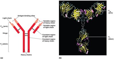 Basic antibody structure