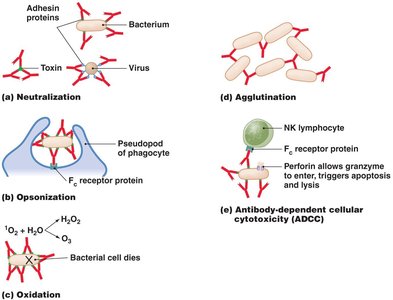 Functions of antibodies: neutralization, opsonization, oxidation, agglutination, ADCC