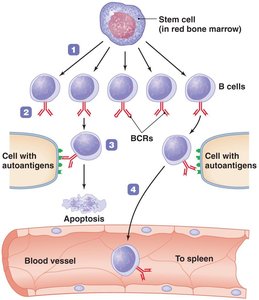 Clonal deletion of B cells