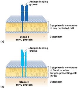 The two classes of MHC proteins