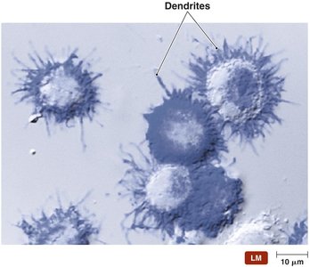 Dendritic cells as antigen-presenting cells