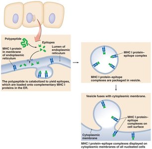 Processing of endogenous antigens
