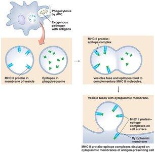 Processing of exogenous antigens