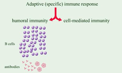 Diagram of humoral immunity and B cells