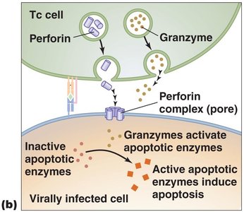 Cell-mediated immune response (steps)
