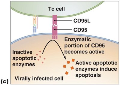 Cell-mediated immune response (steps)