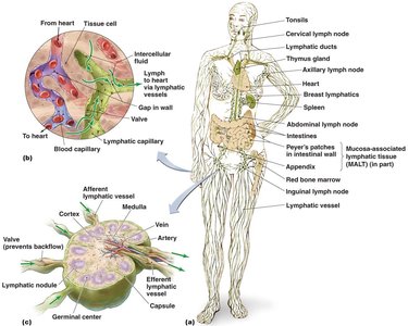 Diagram of the lymphatic system and lymphoid organs