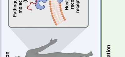 Diagram showing disease transmission from cow to human and between humans