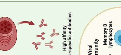 Continuation of immune response diagram, showing cytotoxic T lymphocyte response