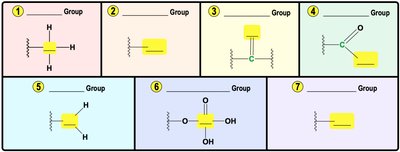 Common functional groups in biology