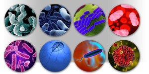 Various types of microorganisms including bacteria, viruses, and protozoa