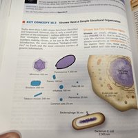 Relative size comparison of viruses, bacteria, and eukaryotic cells