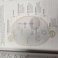 Diagram of retrovirus (HIV) replication and integration