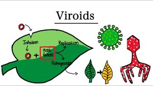Diagram of viroid infection in plants