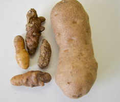 Potatoes affected by viroid infection