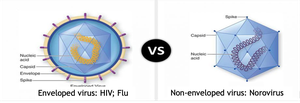 Comparison of enveloped and non-enveloped viruses