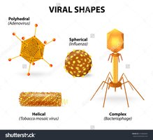 Common viral shapes: polyhedral, spherical, helical, complex