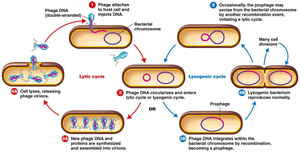 Diagram of lytic and lysogenic cycles of bacteriophage
