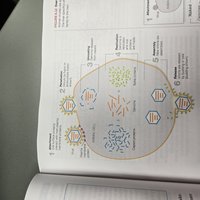 Diagram of animal virus replication cycle