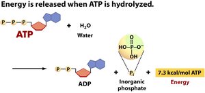 Energy released when ATP is hydrolyzed
