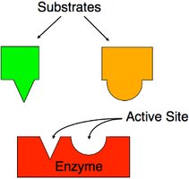 Active site and substrate specificity