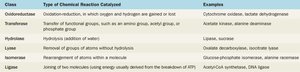 Table of enzyme classes and examples