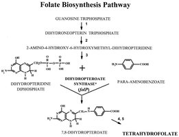 Folate biosynthesis pathway
