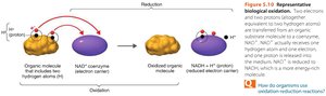 NAD+ and NADH structure
