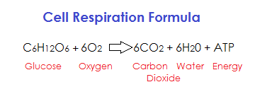 Flow of electrons and ATP production