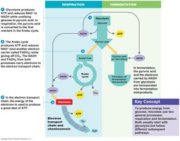 Anaerobic respiration with nitrate as electron acceptor