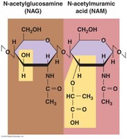 NAG and NAM structure in peptidoglycan