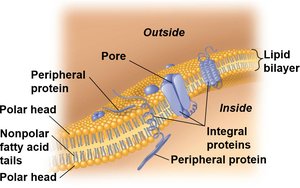 Lipid bilayer of plasma membrane