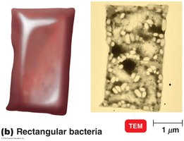 Rectangular bacteria