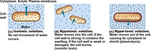 Osmosis in isotonic, hypotonic, and hypertonic solutions